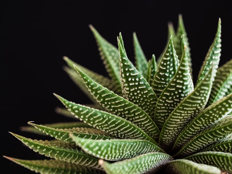 Succulent Centerpieces