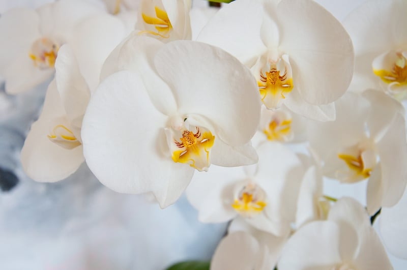 Orchids