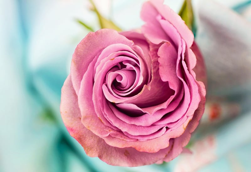 Pink Roses