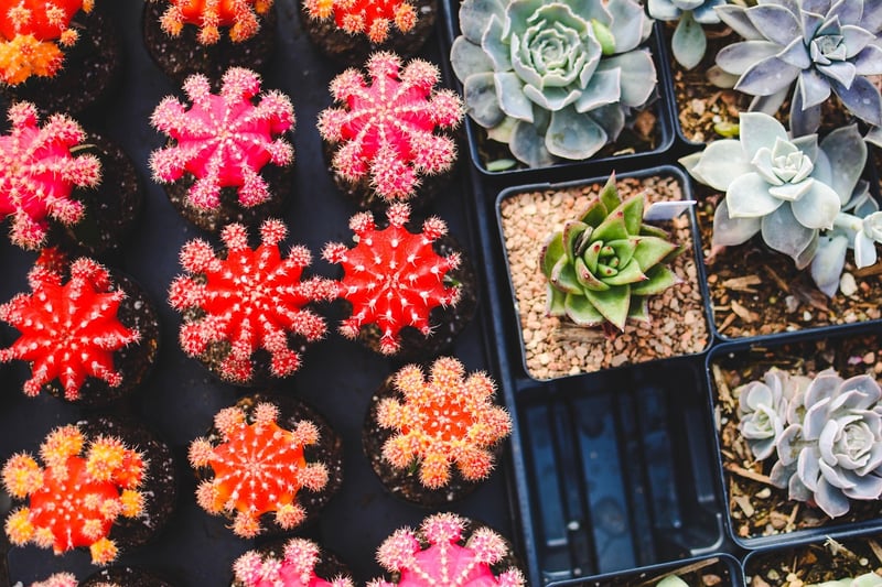 Succulent Terrarium