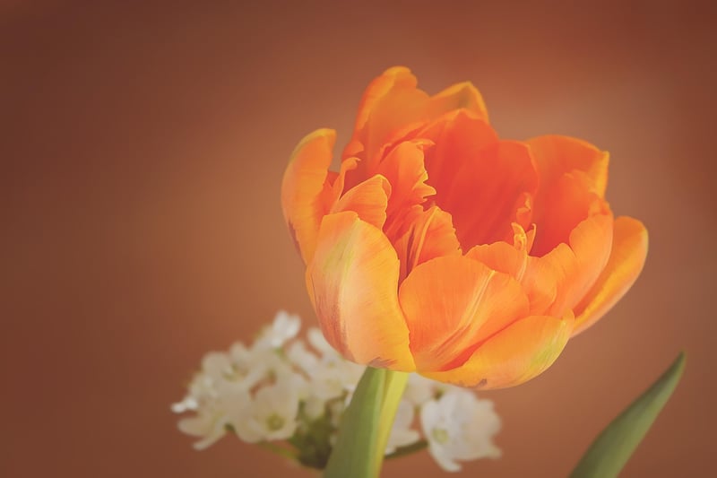 Tulips
