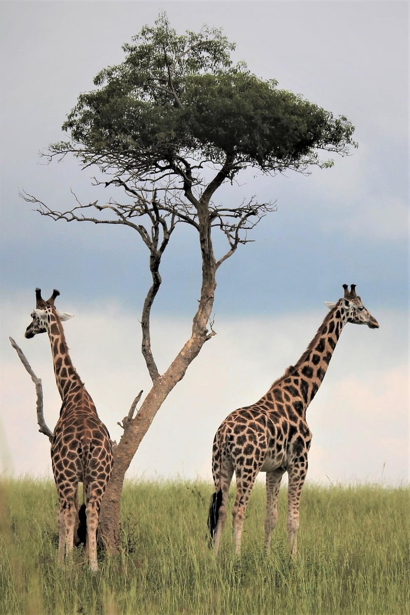 Safari Wedding in the Wild